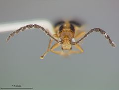 Luperosoma vittatum by the Smithsonian. Used under a CC0 license.