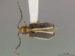 Luperosoma vittatum by the Smithsonian. Used under a CC0 license.