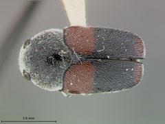 Megalostomis (Pygidiocarina) tomentosa guatamalense by the Smithsonian. Used under a CC0 license.
