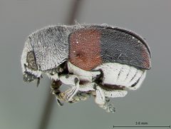 Megalostomis (Pygidiocarina) tomentosa guatamalense by the Smithsonian. Used under a CC0 license.