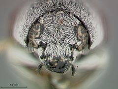 Megalostomis (Pygidiocarina) tomentosa guatamalense by the Smithsonian. Used under a CC0 license.