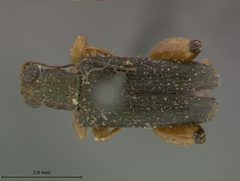 Megascelis dubiosa by the Smithsonian. Used under a CC0 license.