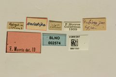 Megascelis dubiosa by the Smithsonian. Used under a CC0 license.