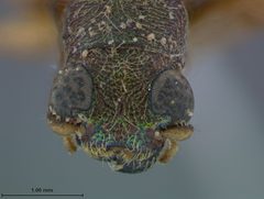 Megascelis dubiosa by the Smithsonian. Used under a CC0 license.