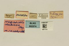 Megascelis dubiosa by the Smithsonian. Used under a CC0 license.