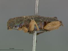 Megascelis dubiosa by the Smithsonian. Used under a CC0 license.
