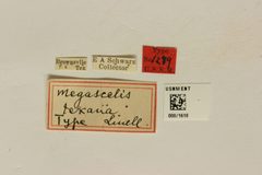 Megascelis texana by the Smithsonian. Used under a CC0 license.