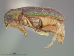 Megascelis texana by the Smithsonian. Used under a CC0 license.