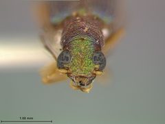 Megascelis texana by the Smithsonian. Used under a CC0 license.