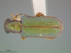Megascelis texana by the Smithsonian. Used under a CC0 license.