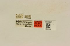 Metachroma flavolimbatum by the Smithsonian. Used under a CC0 license.