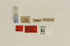 Metaparia prosopis by the Smithsonian. Used under a CC0 license.