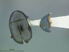 Metaparia prosopis by the Smithsonian. Used under a CC0 license.