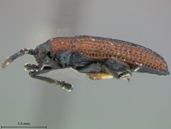 Microrhopala arizonica by the Smithsonian. Used under a CC0 license.