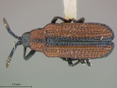 Microrhopala arizonica by the Smithsonian. Used under a CC0 license.