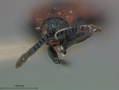 Microrhopala arizonica by the Smithsonian. Used under a CC0 license.