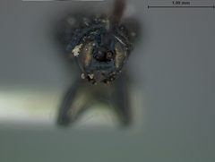 Microrhopala floridana by the Smithsonian. Used under a CC0 license.