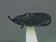 Microrhopala floridana by the Smithsonian. Used under a CC0 license.