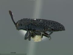 Microrhopala floridana by the Smithsonian. Used under a CC0 license.