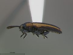 Microrhopala rileyi by the Smithsonian. Used under a CC0 license.