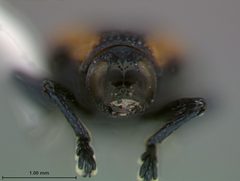 Microrhopala rileyi by the Smithsonian. Used under a CC0 license.