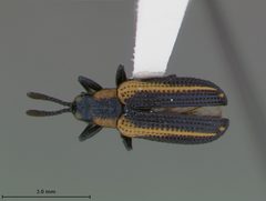 Microrhopala rileyi by the Smithsonian. Used under a CC0 license.