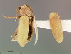 Monoxia elegans by the Smithsonian. Used under a CC0 license.