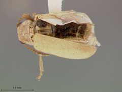 Monoxia elegans by the Smithsonian. Used under a CC0 license.