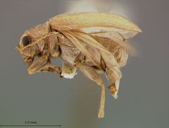 Monoxia elegans by the Smithsonian. Used under a CC0 license.