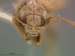 Monoxia elegans by the Smithsonian. Used under a CC0 license.