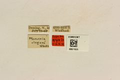 Monoxia elegans by the Smithsonian. Used under a CC0 license.