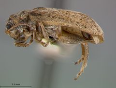 Monoxia grisea by the Smithsonian. Used under a CC0 license.