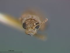 Monoxia minuta by the Smithsonian. Used under a CC0 license.