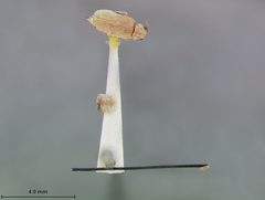 Monoxia minuta by the Smithsonian. Used under a CC0 license.