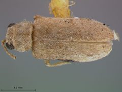 Monoxia minuta by the Smithsonian. Used under a CC0 license.
