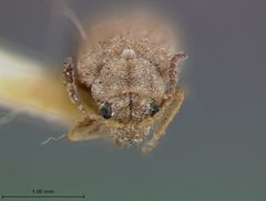 Monoxia obesula by the Smithsonian. Used under a CC0 license.