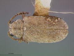 Monoxia obesula by the Smithsonian. Used under a CC0 license.