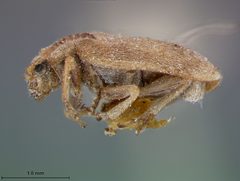 Monoxia obesula by the Smithsonian. Used under a CC0 license.