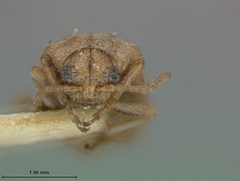 Monoxia pallida by the Smithsonian. Used under a CC0 license.