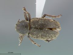 Myochrous barbadensis by the Smithsonian. Used under a CC0 license.