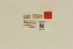 Myochrous coenus by the Smithsonian. Used under a CC0 license.