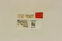 Myochrous floridanus texanus by the Smithsonian. Used under a CC0 license.