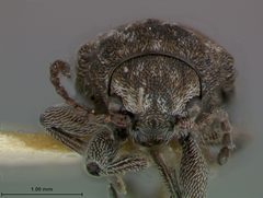 Myochrous intermedius by the Smithsonian. Used under a CC0 license.