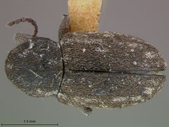Myochrous intermedius by the Smithsonian. Used under a CC0 license.