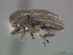 Myochrous intermedius by the Smithsonian. Used under a CC0 license.