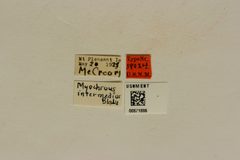 Myochrous intermedius by the Smithsonian. Used under a CC0 license.