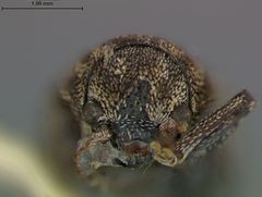 Myochrous latisetiger by the Smithsonian. Used under a CC0 license.