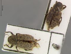 Myochrous mamorensis by the Smithsonian. Used under a CC0 license.