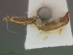 Myochrous platylonchus by the Smithsonian. Used under a CC0 license.