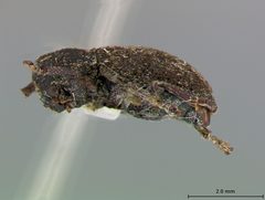 Myochrous ranella by the Smithsonian. Used under a CC0 license.